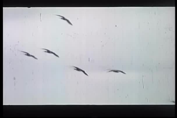 Wide Shot Van Zwerm Vogels Vliegen Alaska Hemel — Stockvideo