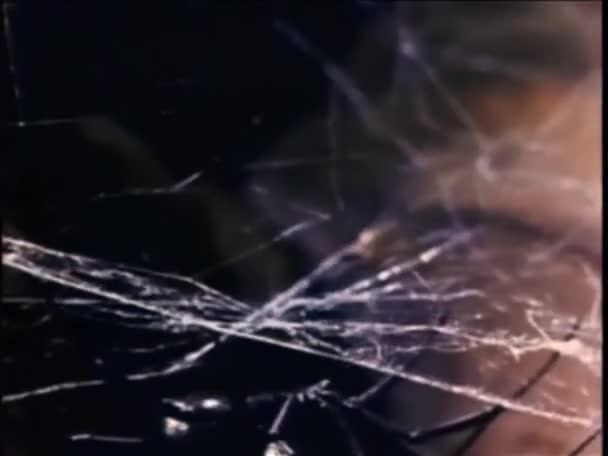 Schnappschuss Von Spinnenjagd Netz — Stockvideo