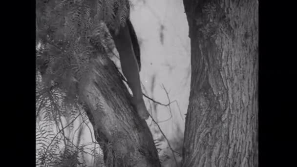 ローアングルにツリー クライミングふんどし裸の脚女性観 — ストック動画