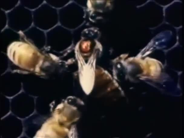Arılar Bal Peteği Üzerinde Hareket Ediyor — Stok video