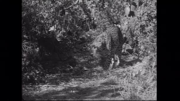 Leopard Geur Pad Jungle — Stockvideo