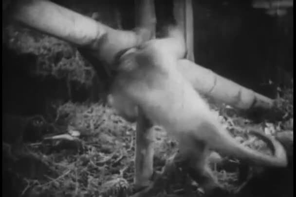 Macaco Desligando Postes Bambu — Vídeo de Stock