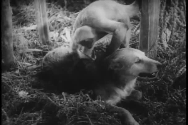 猴子检查狗的皮毛 — 图库视频影像