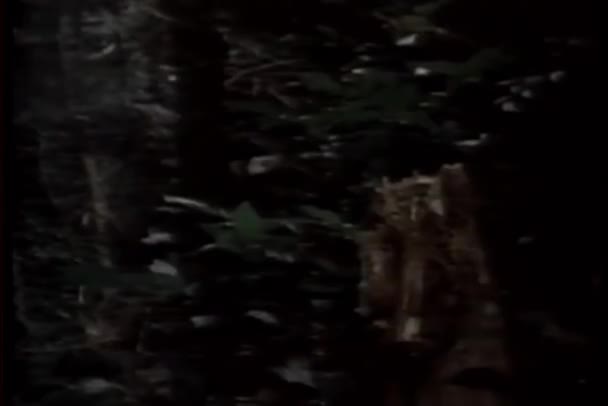 Μεγέθυνση Της Χέρια Γυρίσματα Πολυβόλο Δάσος — Αρχείο Βίντεο