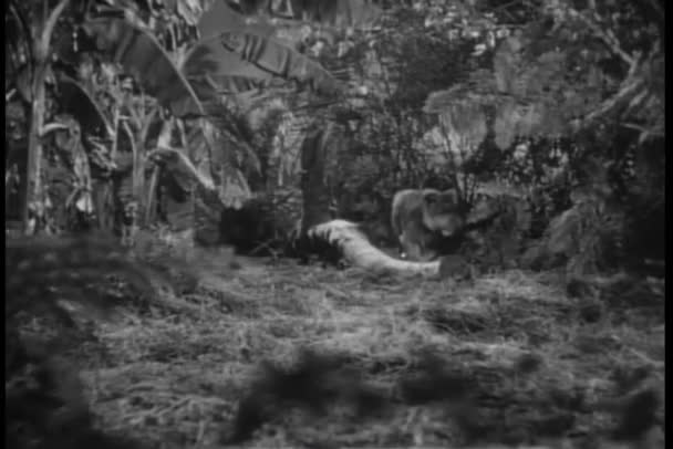 Πρόσοψη Λιοντάρι Περπατώντας Μέσα Από Ζούγκλα — Αρχείο Βίντεο