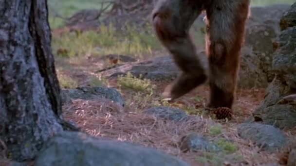 Spodní Polovina Muže Kostýmu Bigfoot Chůzi Lese — Stock video