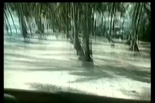 Kamyon Arka Planda Palmiye Ağaçlarına Çarpıyor — Stok video