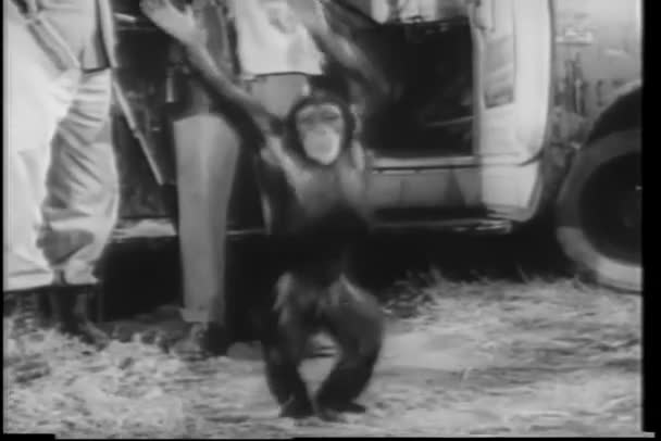 Szeroki Strzał Szczęśliwy Małpa Taniec Przez Safari Ciężarówki — Wideo stockowe