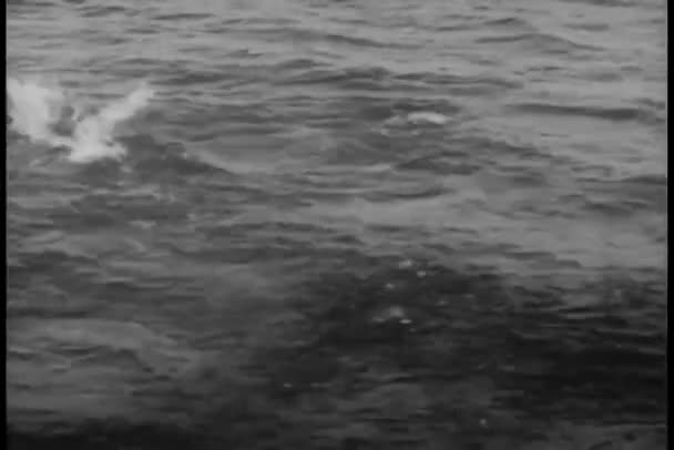 Fischschwärme Schwimmen Unter Wasser — Stockvideo
