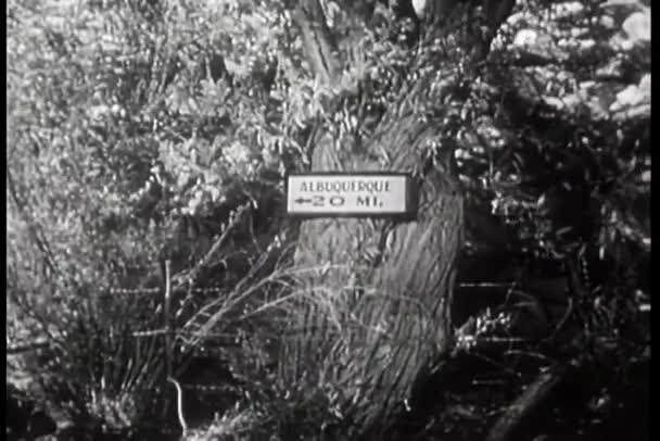 앨버커키 표지판 멕시코 나무에 — 비디오