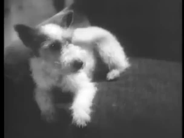 Wirehaired Kanepeye 1930 Larda Dinlenme Terrier — Stok video