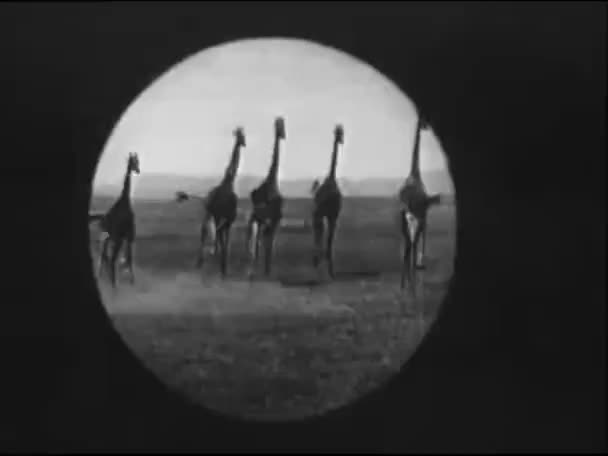 Utsikt Från Teleskop Giraffer Igång 1940 Talet — Stockvideo