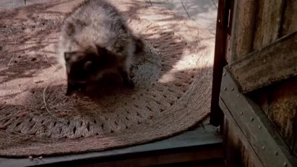 Raccoon Walking Woven Mat Back Porch 1980S — Stock Video