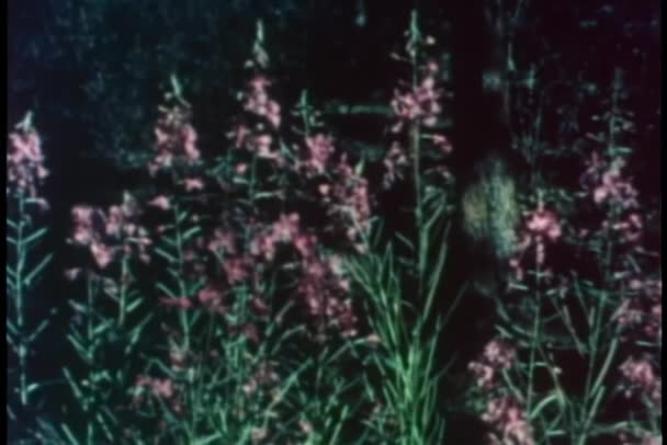 Natürmort Fireweed Çiçek — Stok video