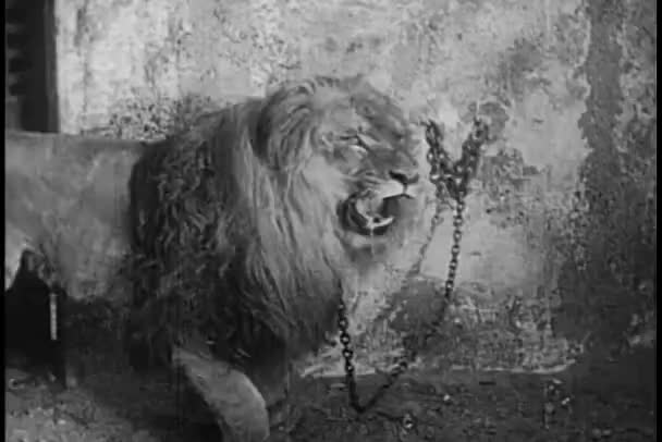 Παγιδευμένο Λιοντάρι Προσπαθεί Δραπετεύσει — Αρχείο Βίντεο