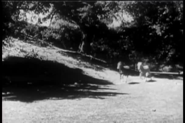 Δύο Άλογα Που Τρέχουν Ελεύθερο Στην Ενδοχώρα — Αρχείο Βίντεο
