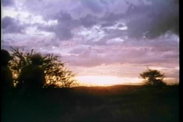 Rückansicht Der Safari Bei Sonnenaufgang — Stockvideo