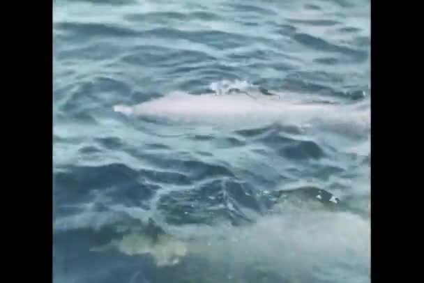 Дельфіни Плавання Дельфін Перо — стокове відео