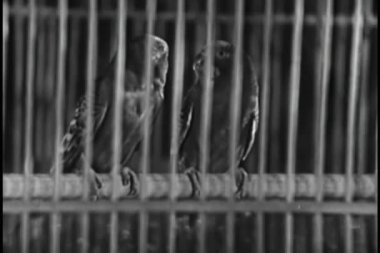 bir kuş kafesi içinde iki papağan