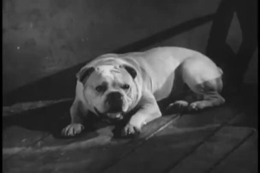 Bulldog yerde yatıp arka planda havlıyor.