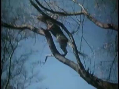 Çıplak ağaçtaki leoparı yakınlaştır.