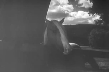 Palomino at arkasında ahşap çit, 1940'larda Orta atış