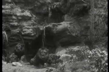 Vahşi hayvanlar montajı - aslanlar, orangutanlar, kaplanlar, filler
