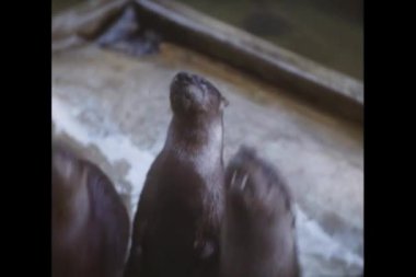 Aç su samuru beslenmeleri için bekleyen grubu