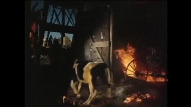 Ahır, 1950'lerde yanan dışarı adam önde gelen inek