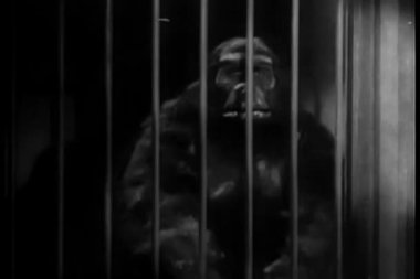kafes barlar sallayarak goril kostümü giymiş adam