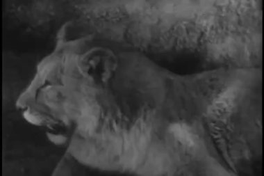 Aslan nefesini kapat.