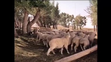 Welch çoban koyun ağılı dışında çiftlikte, 1950'lerde hayvan sürüsü