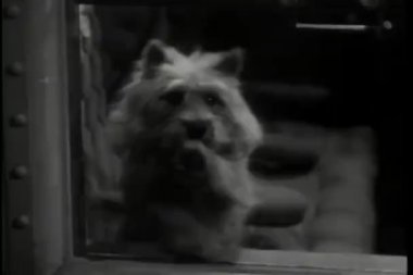Arka planda köpek pençesi cam penceresi, kapat