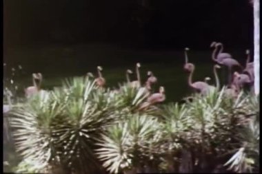pembe flamingolar, geniş shot