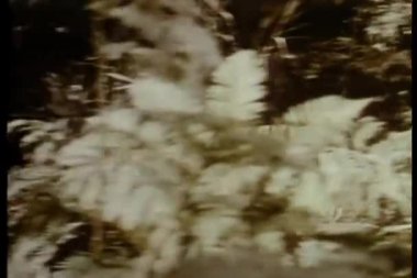 Kaplan ormanda çalışan