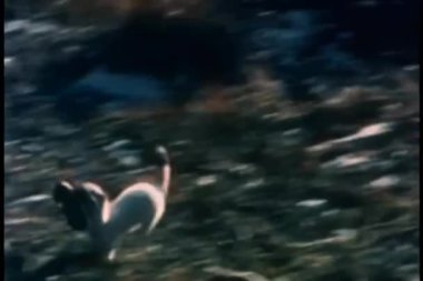 et parçası ile vahşi aracılığıyla çalışan çakal