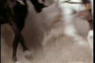 dörtnala atlar, düşük açılı görünüş