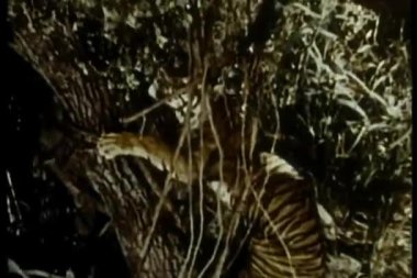 Kaplan ormana tırmanıyor.