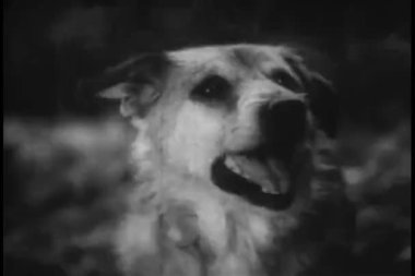 köpek havlayan yakın çekim