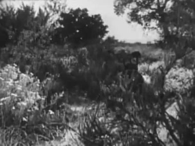 Mızraklı bir grup yerli 1940 'larda çalılıklarda sinsice yaklaşıyordu.