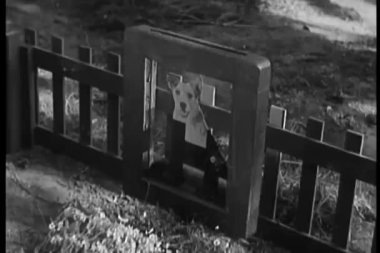 köpek mezar geniş shot