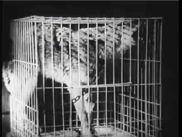 Gekooide Wolf Lab 1940 — Stockvideo