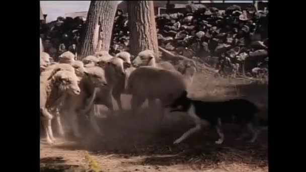 Welch Sheepdog Încearcă Turme Încăpățânate Anii 1950 — Videoclip de stoc