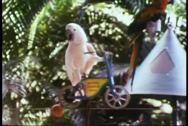 Parrot Miniature Bicycle Riding Tightrope — Stock Video