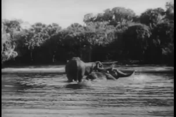 Sjøelefanter Som Bader Elva – stockvideo