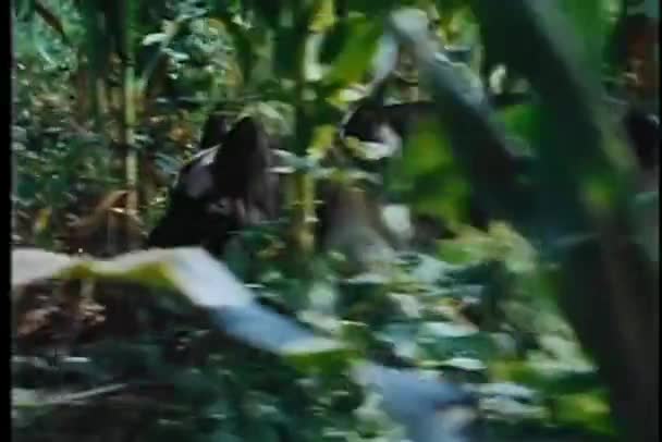 森の中を歩いて捜索隊の低ビュー — ストック動画