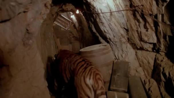 Widok Tyłu Tygrysa Chodzenie Przez Opuszczonej Kopalni 1980 Roku — Wideo stockowe
