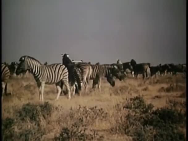 Scared Zebras Sprinting Due Arrival Truck — Stock Video