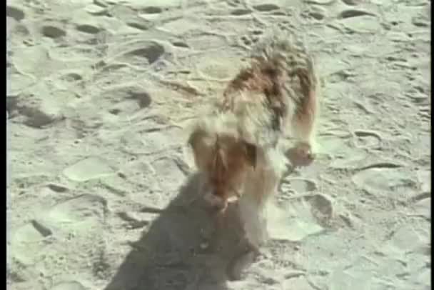 砂を渡って動くびっくり犬 — ストック動画