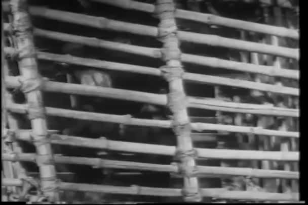 배경에 대나무 케이지에 클로즈업 원숭이 — 비디오